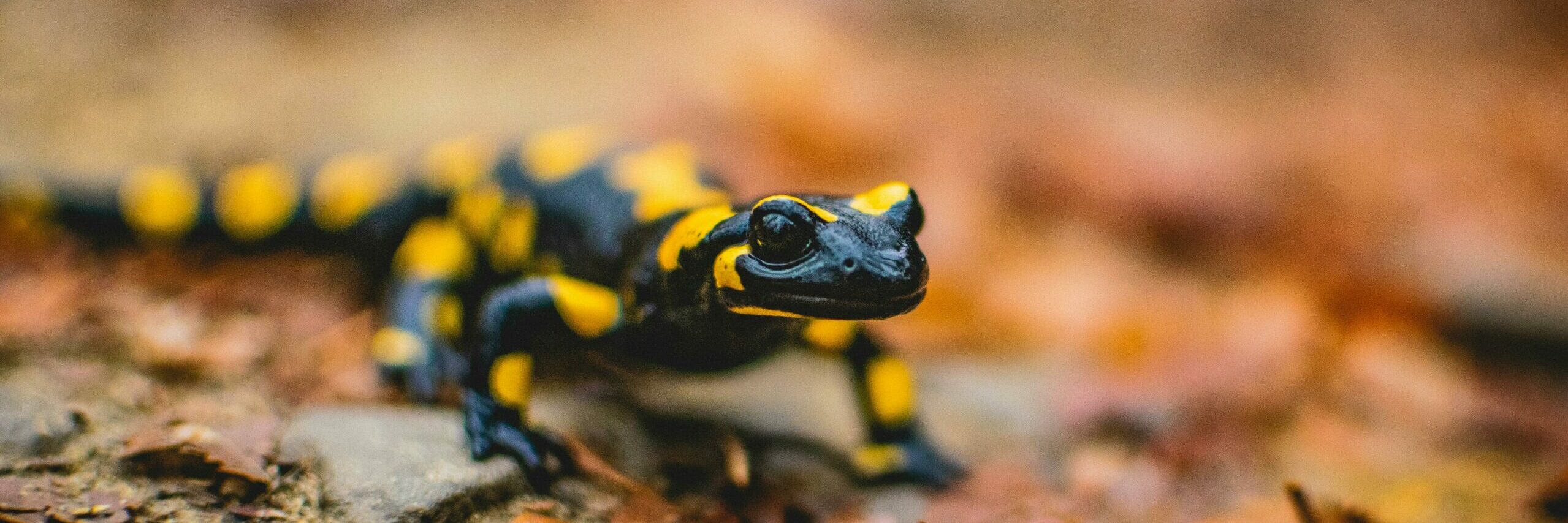 pexels photo 4102897 4102897