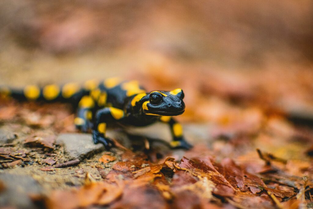 Fire salamander on autumn leaves in Polish forest.